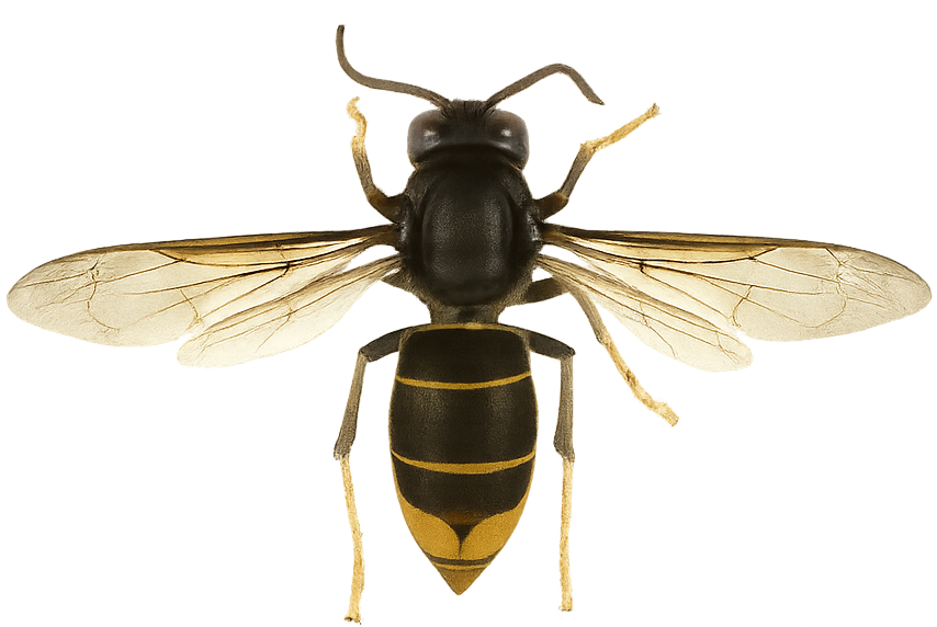 Vespa velutina nigrithorax