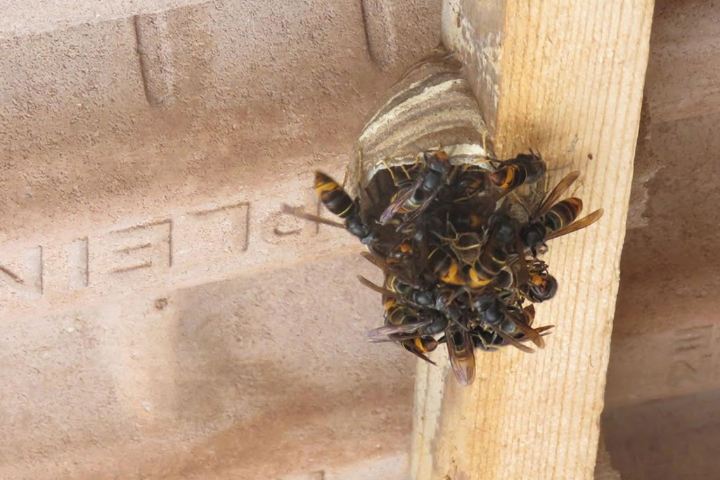 Un prédateur d'abeilles et d'insectes